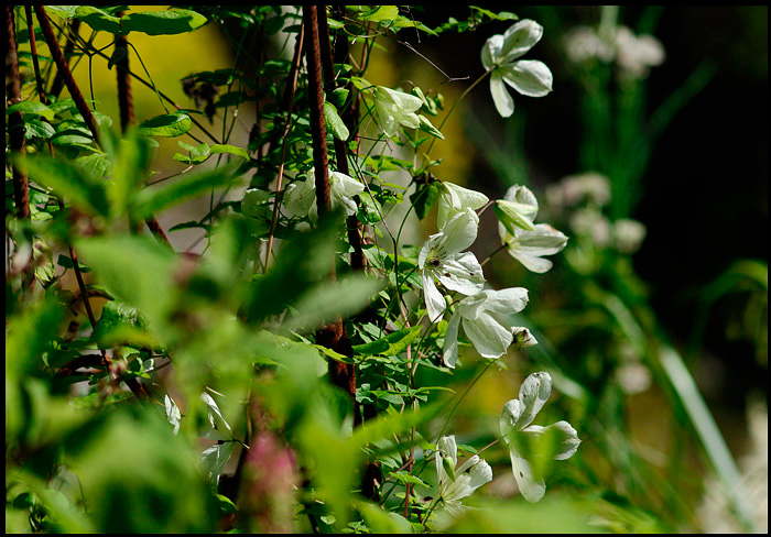 Linnea's Garden 8 - Parks and Gardens