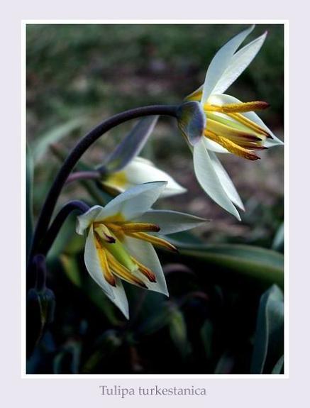 Tulipa turkestanica - Garden perennials