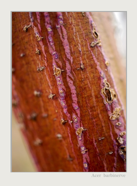 Acer barbinerve - Trees and Shrubs
