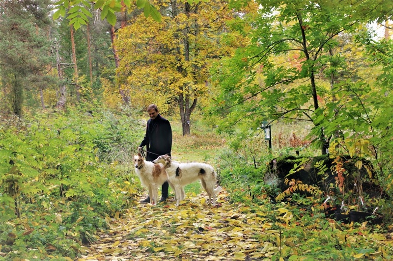 Mila 2 years - My Borzois - Mila
