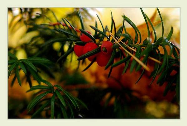 Taxus  media - Trees and Shrubs