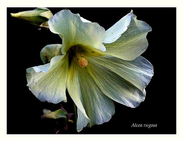 Alcea rugosa - Garden perennials