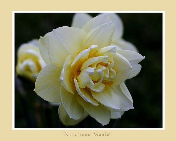 Narcissus 'Manly' - Garden perennials