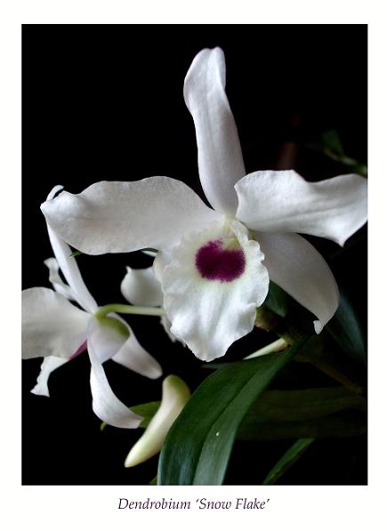 Dendrobium 'Snow Flake' 2 - Orchids