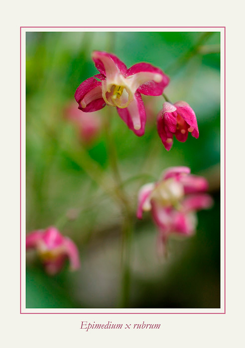 Epimedium x rubrum - Garden perennials
