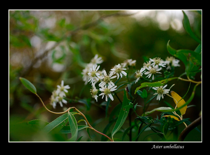 Aster umbellatus - Garden perennials