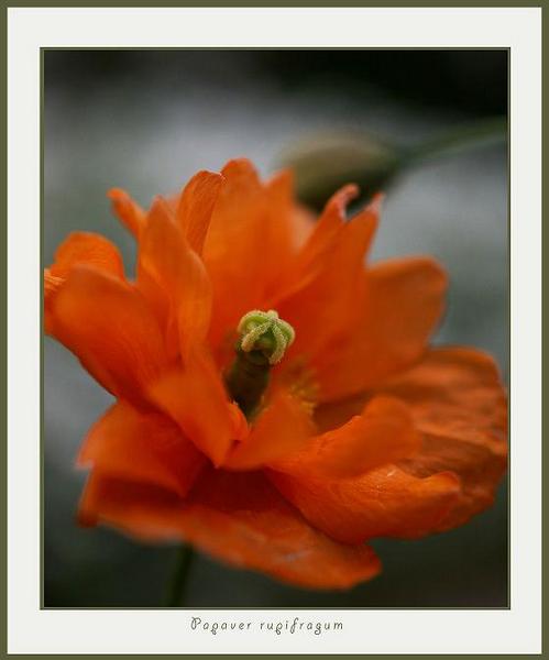 Papaver rupifragum 2 - Garden perennials