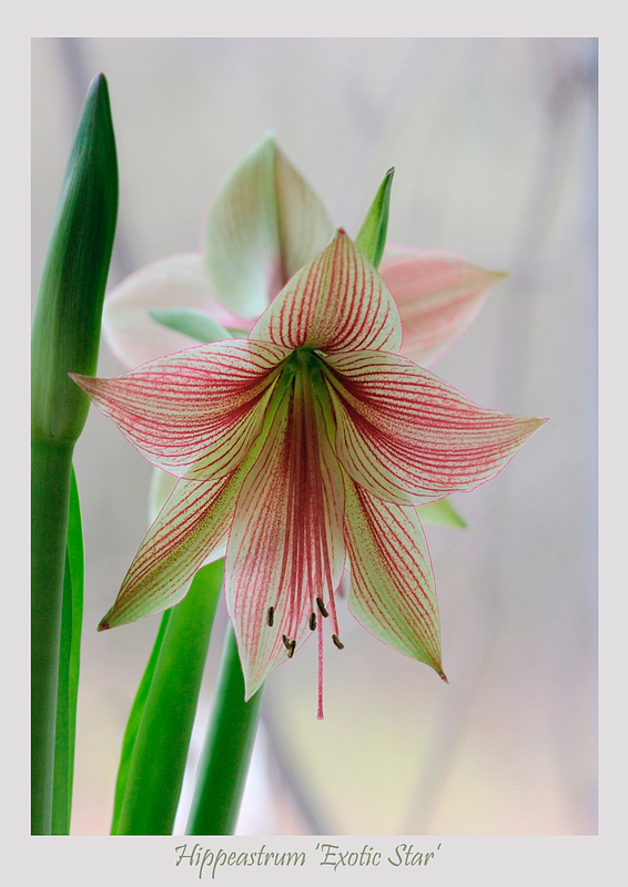 Hippeastrum 'Exotic Star' - Windowsill Garden