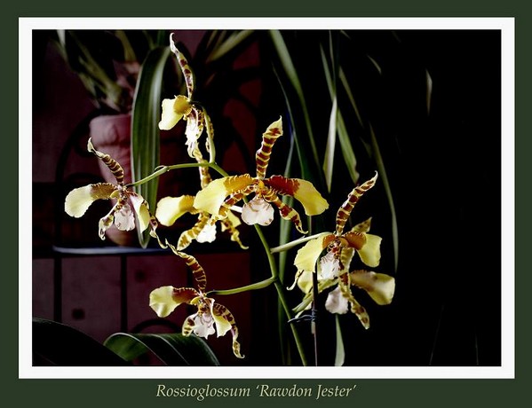 Rossioglossum 'Rawdon Jester' - Orchids