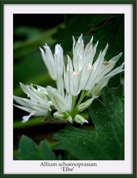 Allium schoenoprasum 'Elbe' - Garden perennials