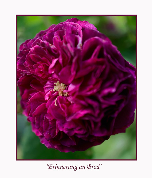 Rosa 'Erinnerung an Brod' 1 - Roses