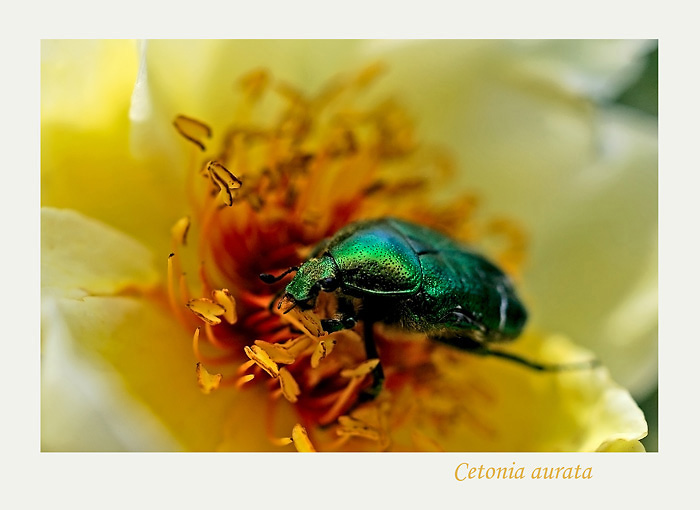 Cetonia aurata 3 - Fauna
