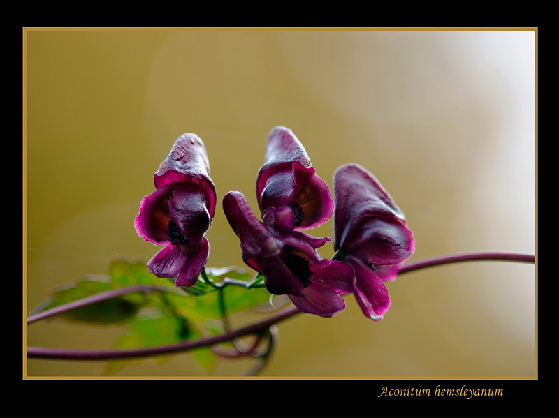 Aconitum hemsleyanum 1 - Garden perennials