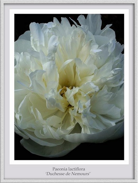 Paeonia 'Duchesse de Nemours' - Garden perennials