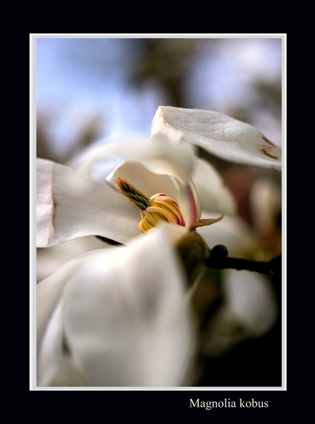 Magnolia kobus - Trees and Shrubs