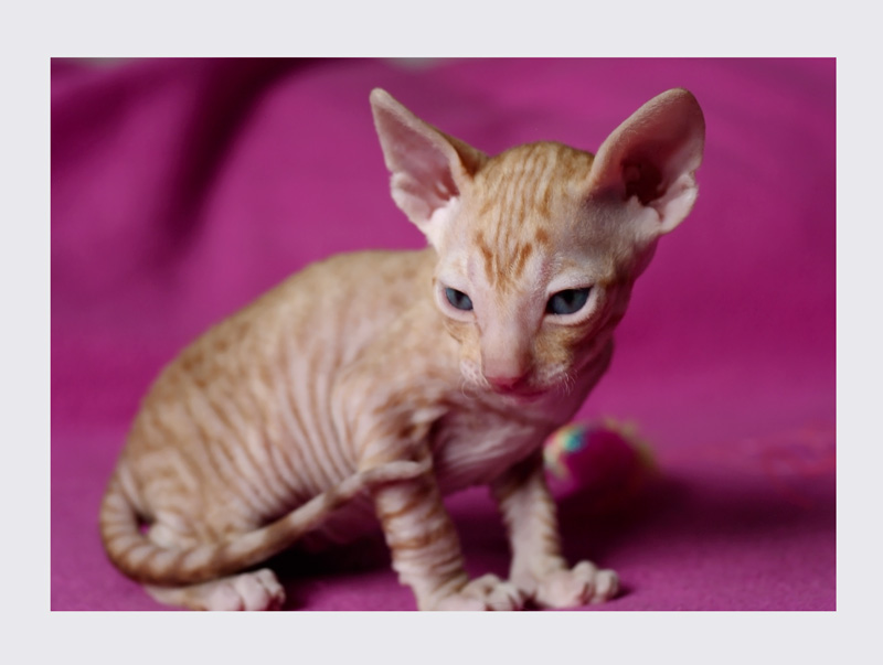 Dexter 3 weeks - 3 - Mimmi's kittens