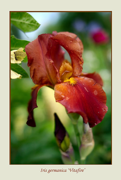 Iris germanica 'Vitafire' - Garden perennials