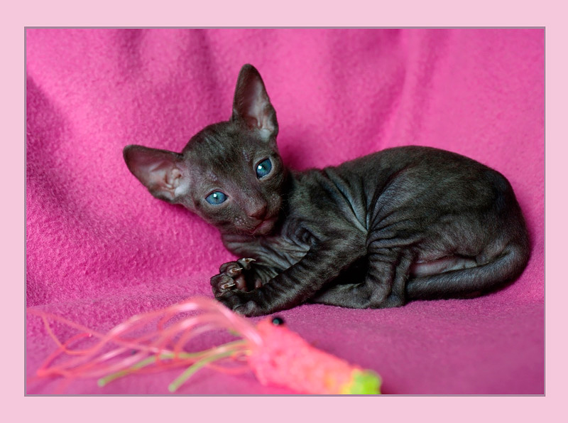 Coco 3 weeks - 1 - Mimmi's kittens