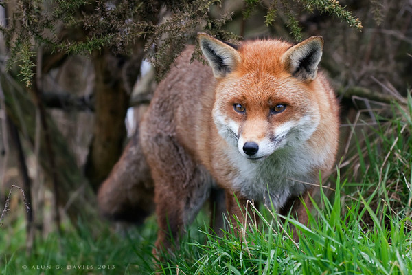 Cadno_MG_7206 - Natur Wyllt / Wildlife