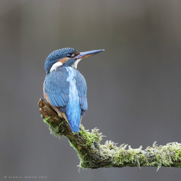 Glas Y Dorlan 2 - Natur Wyllt / Wildlife