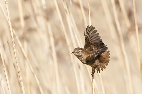 Dryw - Wren - Natur Wyllt / Wildlife