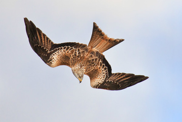 Barcud 3 - Natur Wyllt / Wildlife