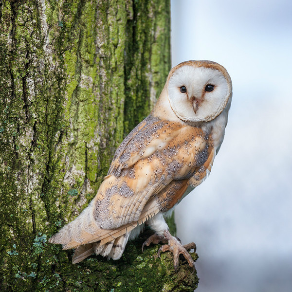 Barney_MG_7441 - Natur Wyllt / Wildlife