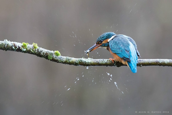 Glas Y Dorlan 1 - Natur Wyllt / Wildlife