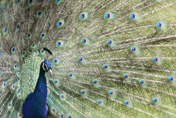 Peacock - Natur Wyllt / Wildlife