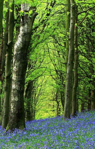 Spring - Caerdydd a'r Cylch / Around Cardiff