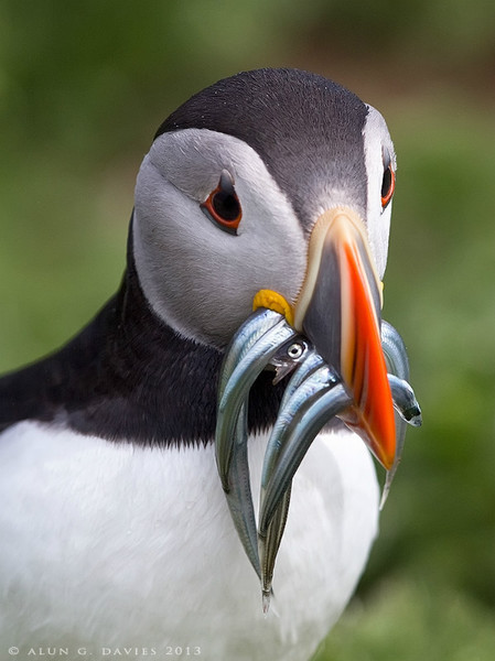 Skomer Puffin - Natur Wyllt / Wildlife