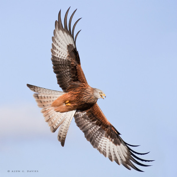 Barcud 2 - Natur Wyllt / Wildlife