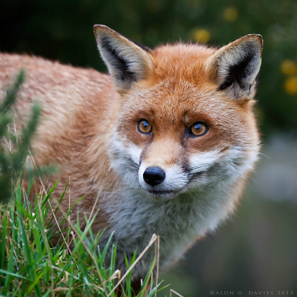 Llwynog - Natur Wyllt / Wildlife