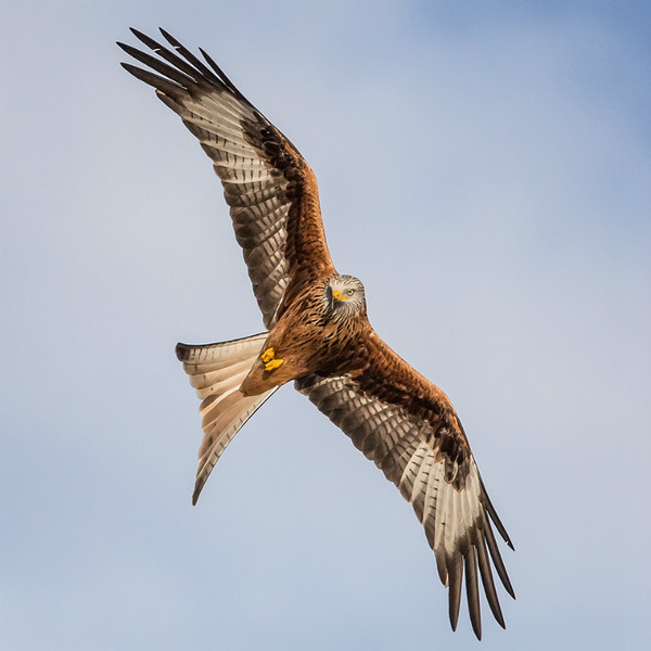 Barcud 1 - Natur Wyllt / Wildlife