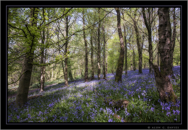 Clychau Gog Y Wenallt - Caerdydd a'r Cylch / Around Cardiff