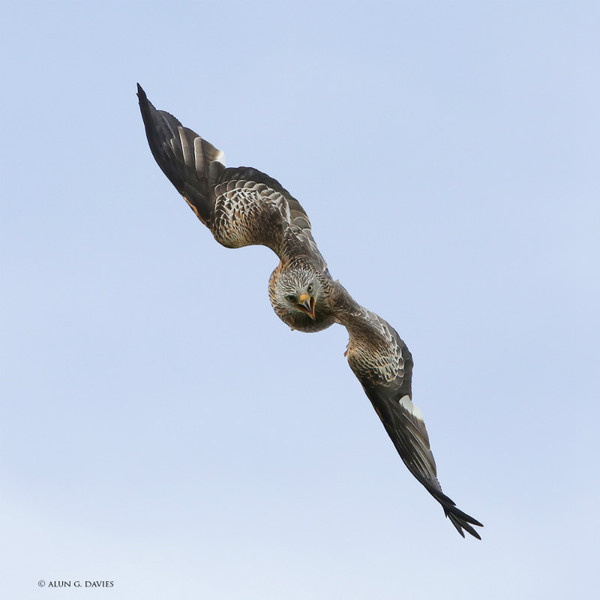 Barcud 4 - Natur Wyllt / Wildlife