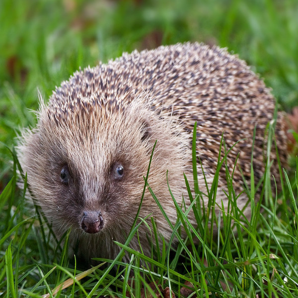 Draenog - Natur Wyllt / Wildlife