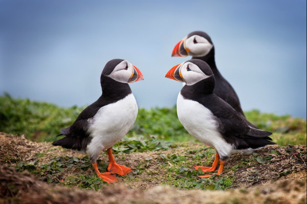 Adar Pal - Puffins - Natur Wyllt / Wildlife