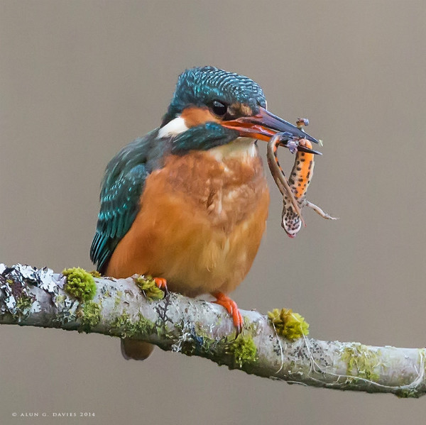 King Can Newt II - Natur Wyllt / Wildlife