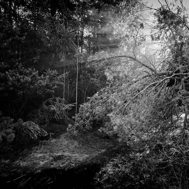 Tree and Light - Cards