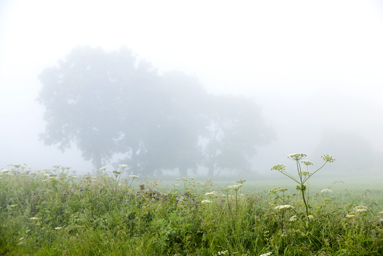 Misty Morning Grass - Grass