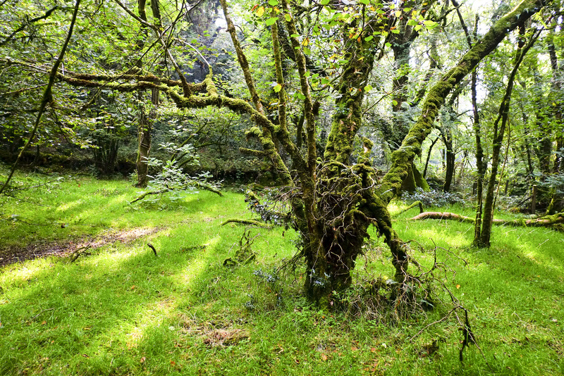 Trees 1 - Valley Project
