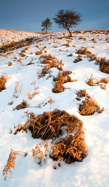 Baslow Edge Two trees - Winter Landscapes