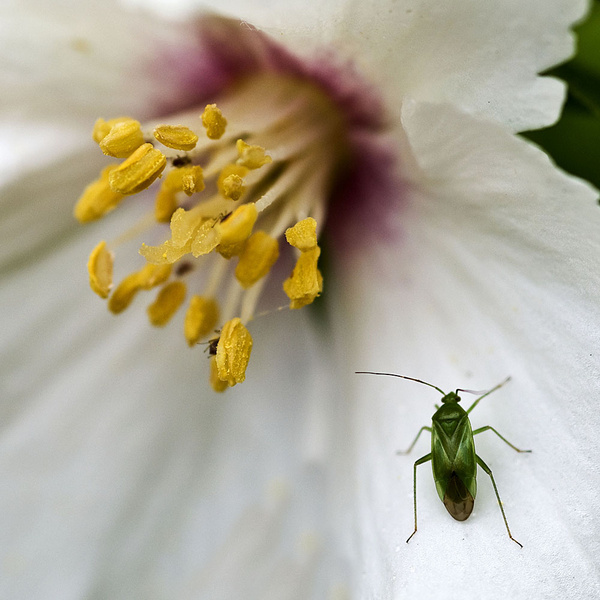 Green Bug - Sheep  and other furry animals
