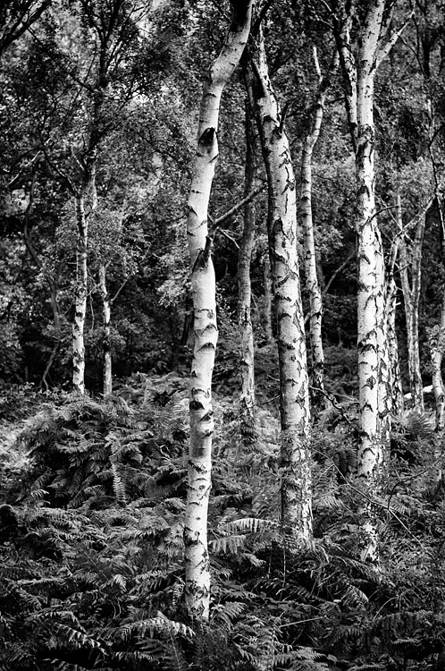 Lumsdale Silver Birch - Black and White