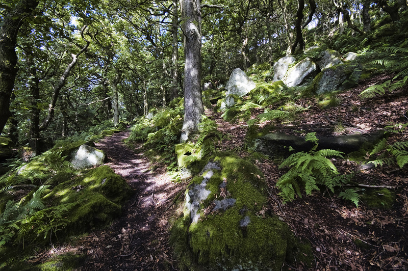 Dappled Shade - Landscapes