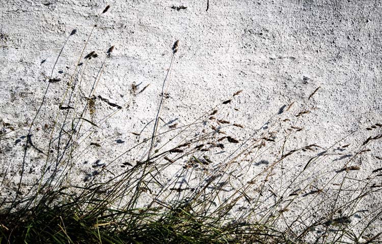 Grass and Wall - Grass