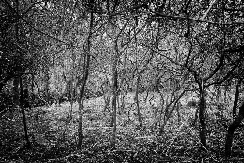 Tree Detail 2 - Valley Project