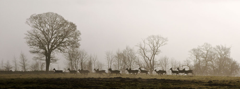 Running Deer Stanton Moor - Sheep  and other furry animals