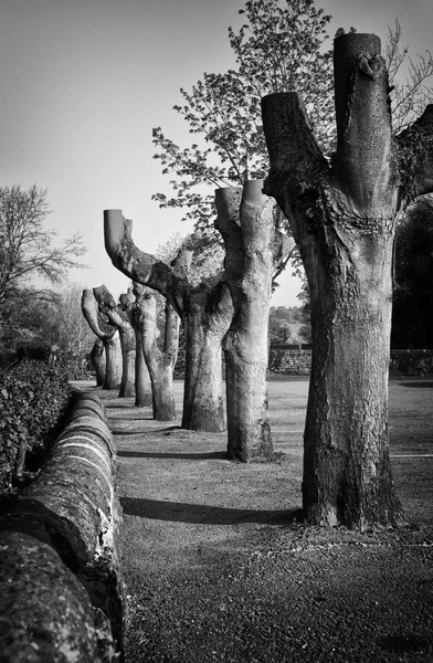 Bakewell Pollarded Trees - Black and White